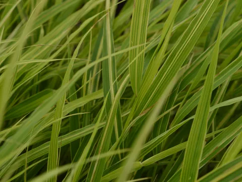 Hakonechloa macra 'Albostriata'