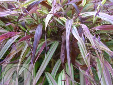Hakonechloa macra 'Naomi'