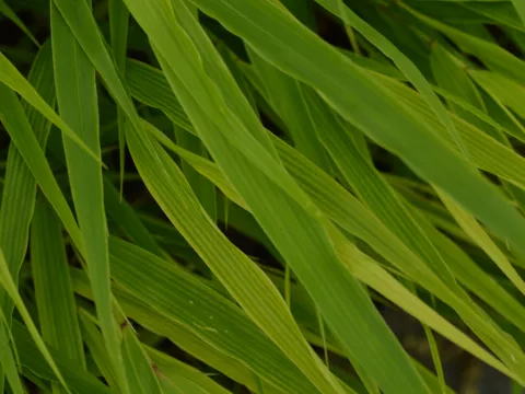 Hakonechloa macra 'Nicolas'