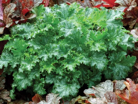 Heuchera 'Apple Crisp'
