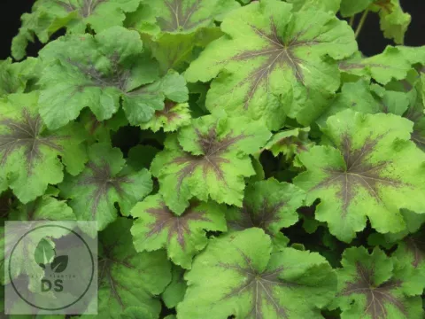 Heucherella 'Art Nouveau'