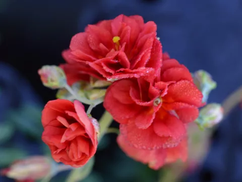 Helianthemum 'Amabile Plenum'