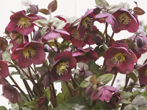 Helleborus nigercors 'Anna's Red'