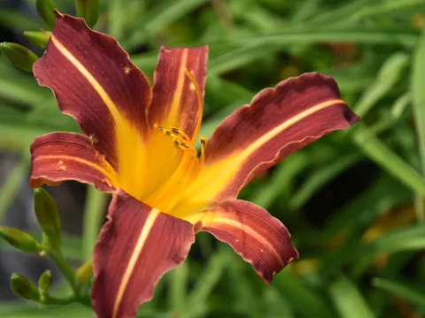 Hemerocallis 'Autumn Red'
