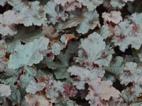 Heuchera 'Black Beauty'