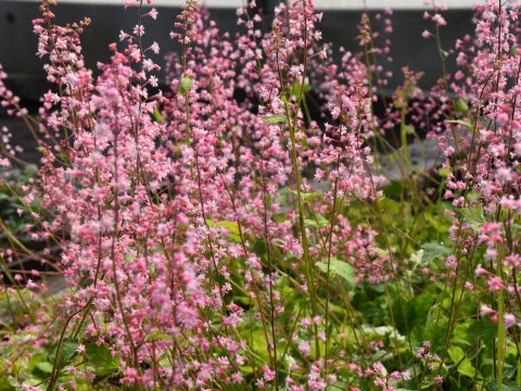 Heucherella alba 'Bridget Bloom'