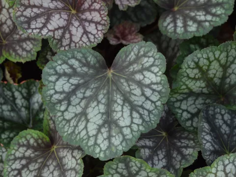 Heuchera 'Beauty Color'