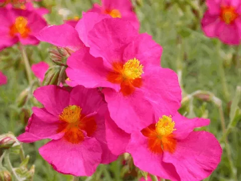 Helianthemum 'Ben Hope'