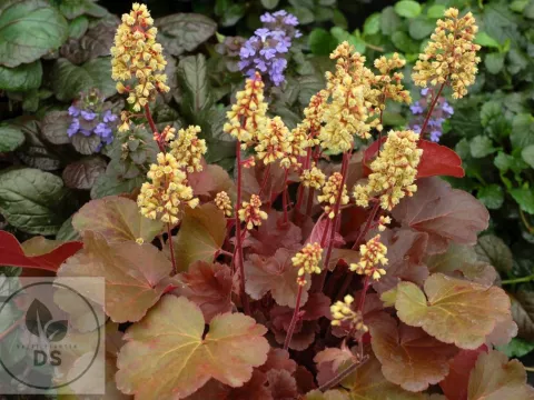Heuchera 'Blondie' PBR