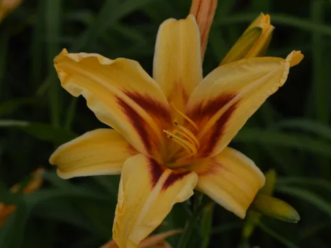 Hemerocallis 'Bonanza'