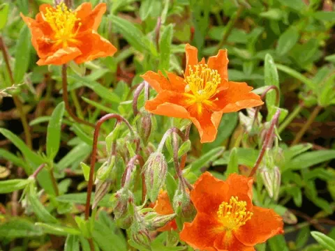 Helianthemum 'Bronzeteppich'