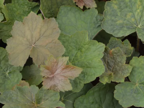 Heuchera 'Brownies'