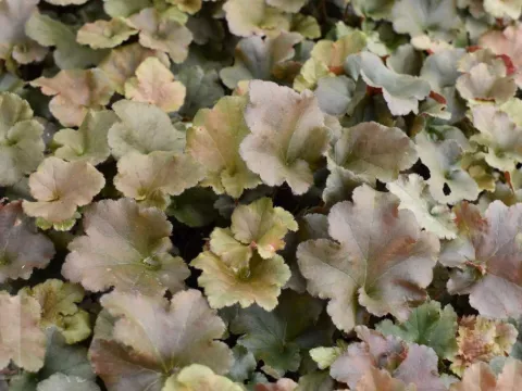 Heuchera 'Capucinno'