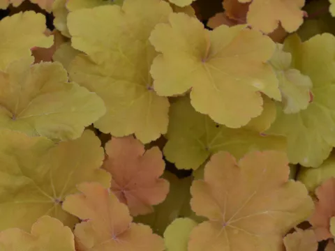 Heuchera 'Caramel'