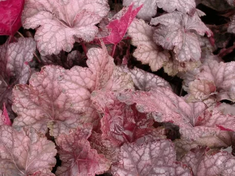 Heuchera 'Cascade Dawn'