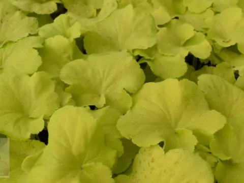 Heuchera 'Citronelle'