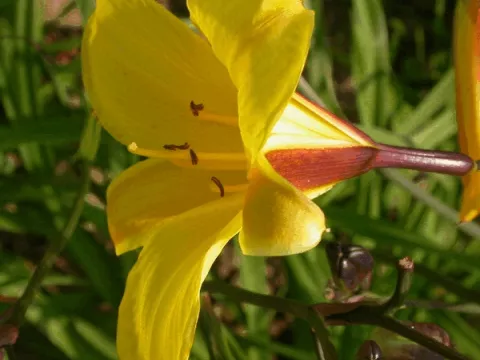 Hemerocallis 'Corky'