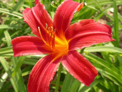 Hemerocallis 'Crimson Pirate'
