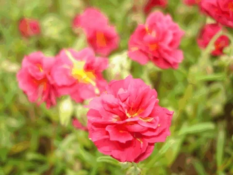 Helianthemum 'Cerise Queen'