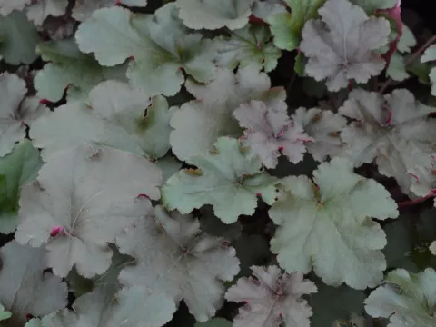 Heuchera 'Chocolate Ruffles'