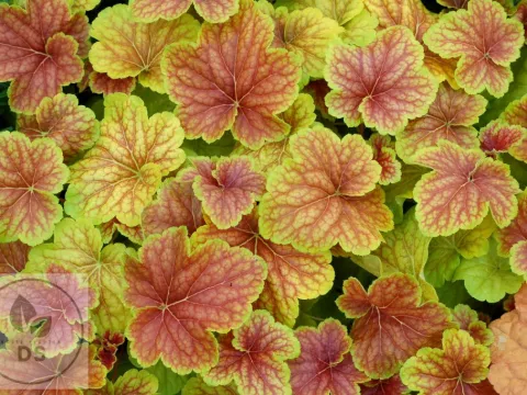 Heuchera 'Delta Dawn'