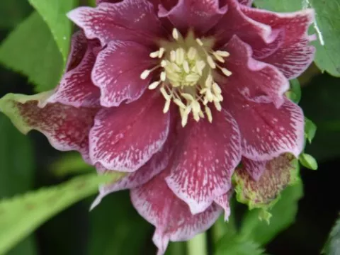 Helleborus or. 'Double Ellen Red'