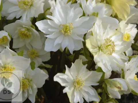 Helleborus niger 'Double Fashion'