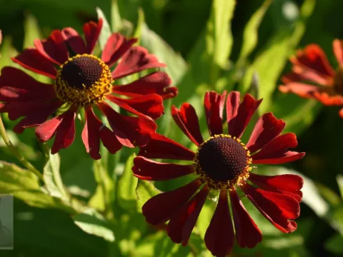 Helenium hybr. 'Dunkele Pracht'