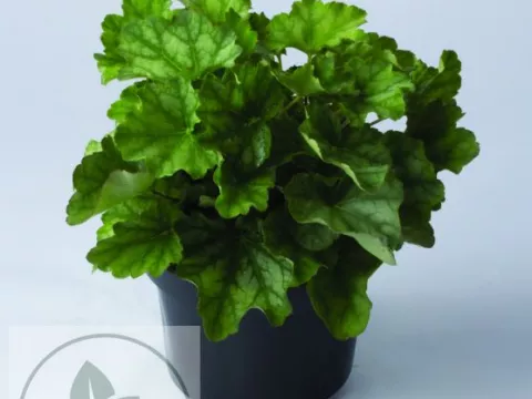 Heuchera am. 'Dale's Strain'