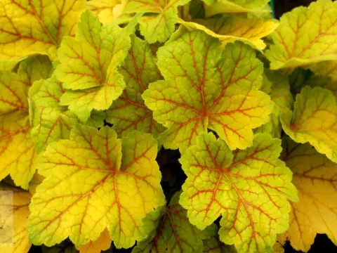 Heuchera 'Electra'