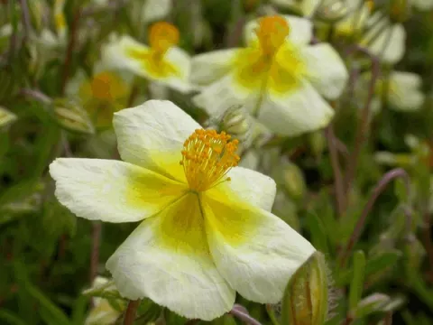Helianthemum 'Elfenbeinglanz'