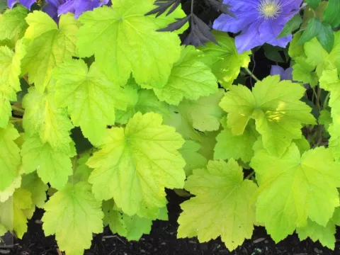 Heuchera 'Electric Lime'