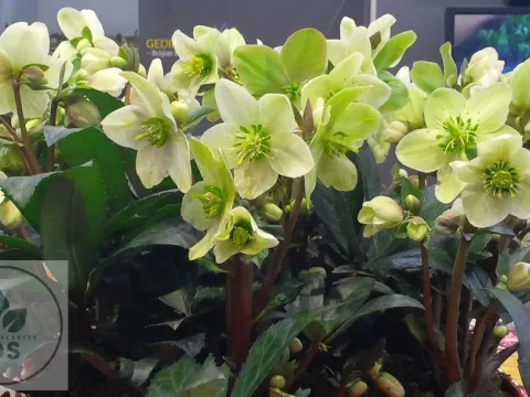 Helleborus nigercors 'Emma'