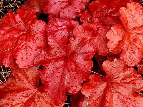 Heuchera 'Fire Alarm'