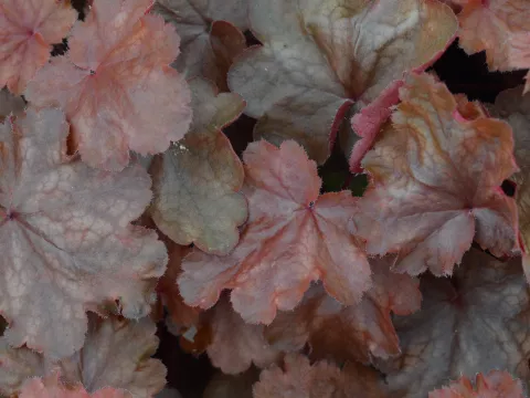 Heuchera 'Fire Chief'