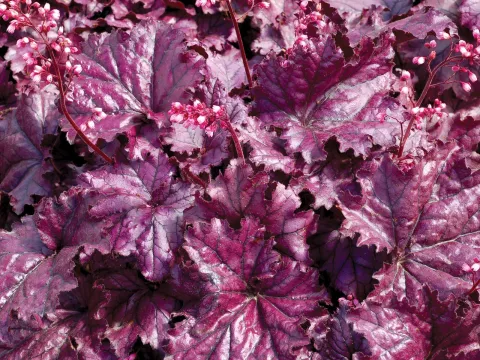 Heuchera 'Forever Purple'