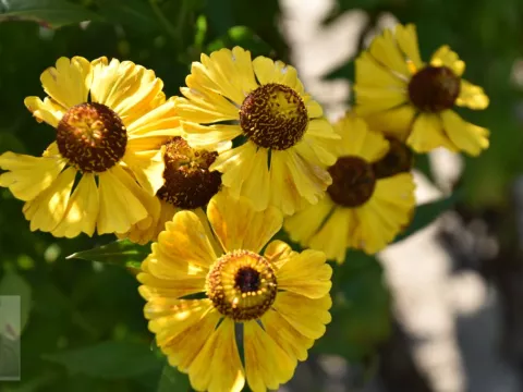 Helenium hybr. 'Goldrausch'