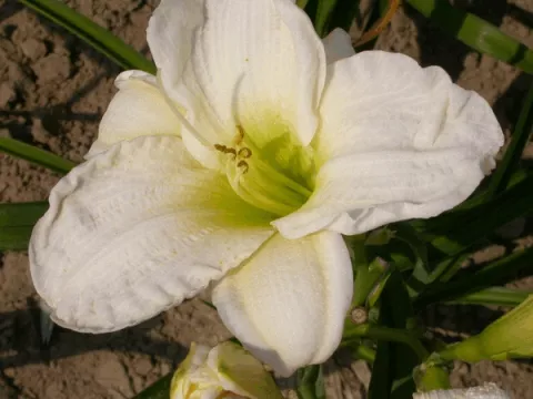 Hemerocallis 'Gentle Shepherd'