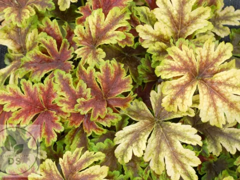 Heucherella 'Golden Zebra'