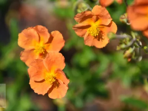 Helianthemum 'Honeymoon'