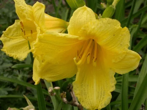 Hemerocallis 'Happy Returns'