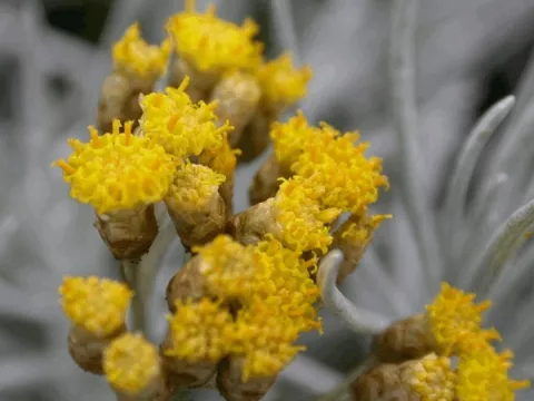 Helichrysum italicum (curryplant)