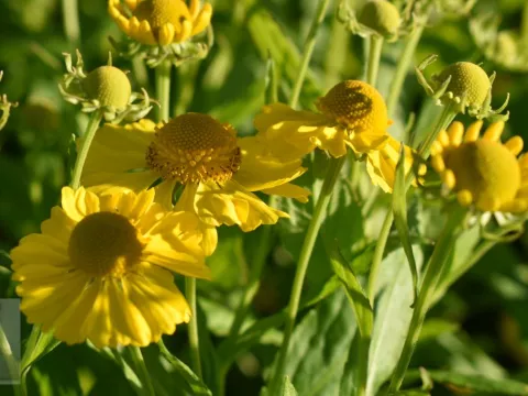 Helenium hybr. 'Kanaria'