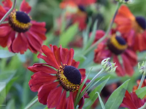 Helenium hybr. 'Kupferzwerg'