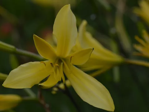 Hemerocallis lilioasphodelus (flava)