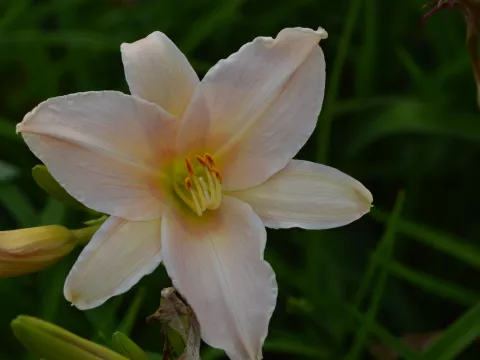 Hemerocallis 'Luxury Lace'