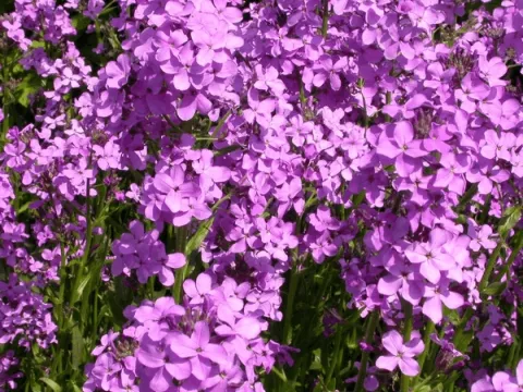 Hesperis matronalis