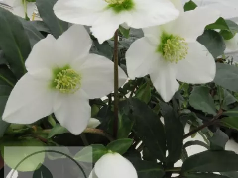 Helleborus niger 'Mon Blanc'