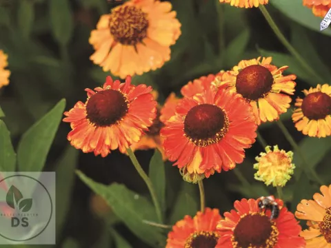 Helenium hybr. 'Mardi Gras'