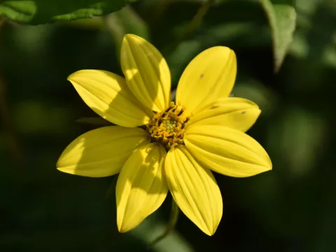 Helianthus microcephalus